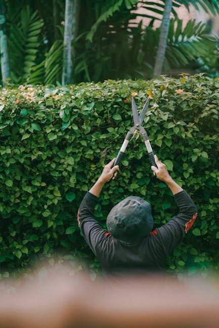 A person wearing a black long-sleeved shirt and a gray wide-brimmed hat is seen from behind, trimming a dense, well-maintained hedge with a pair of garden shears. The hedge has small, green leaves and
