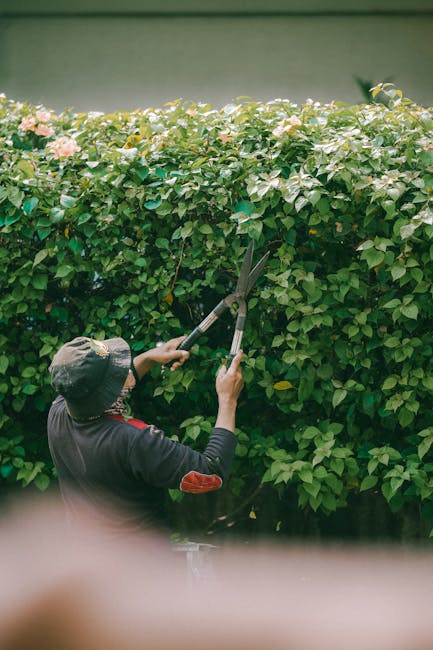 A person wearing a black long-sleeved shirt and a gray wide-brimmed hat is seen from behind, trimming a dense, well-maintained hedge with a pair of garden shears. The hedge has small, green leaves and